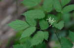 White baneberry <BR>Doll's eyes